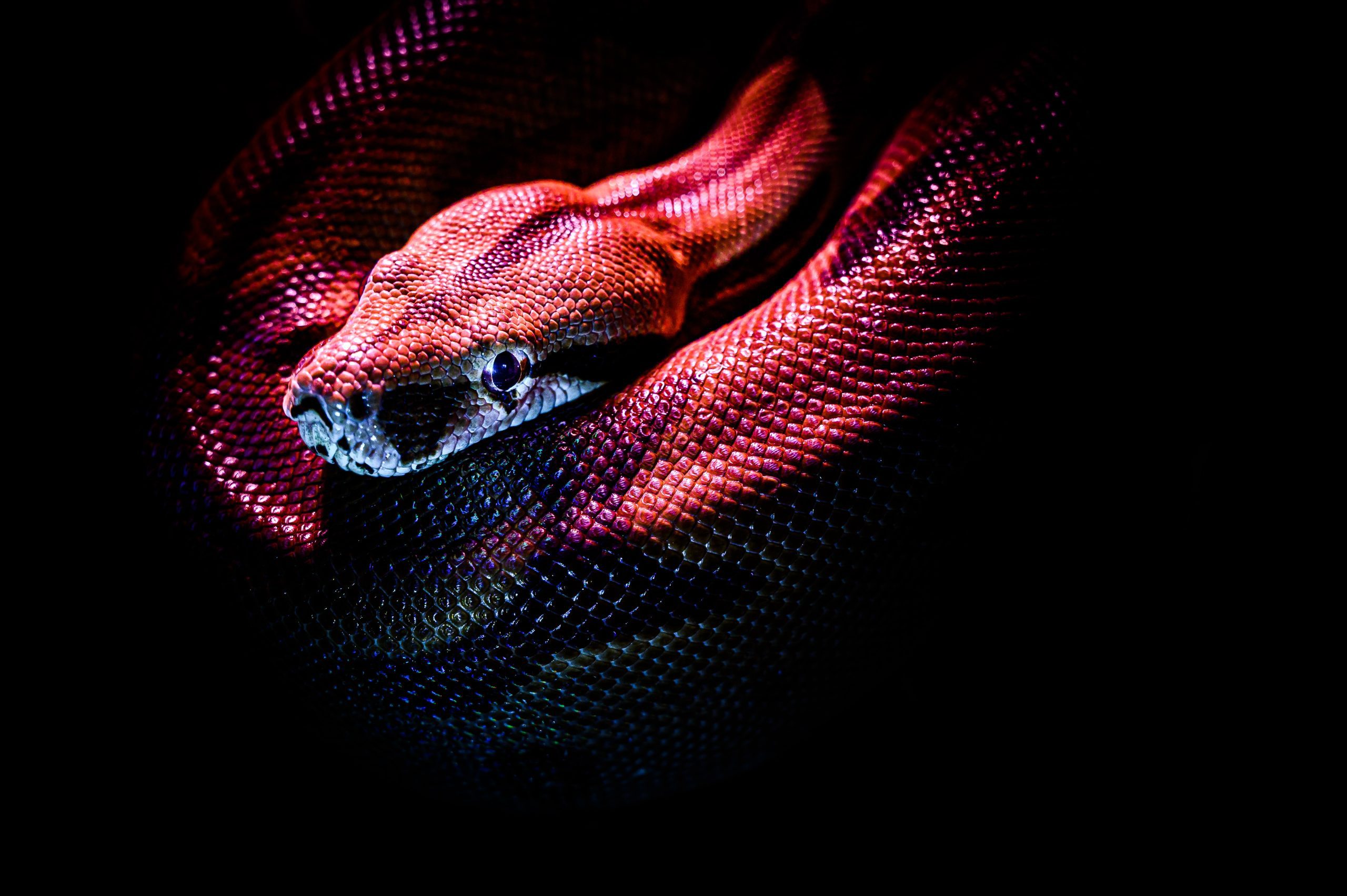 Significado de sonhar com cobra e serpente: simbolismo e interpretações